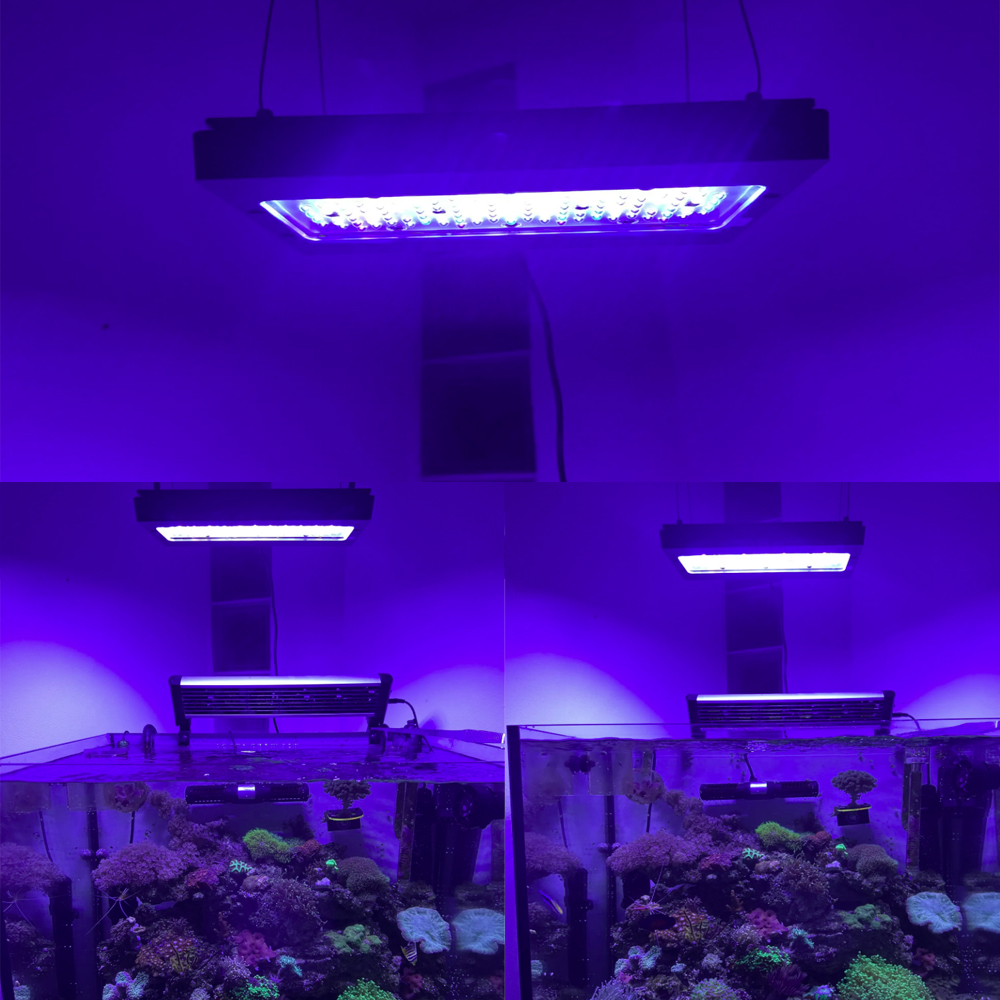 إضاءة LED لحوض الأسماك البحرية - مراجعة Aquarium Blue Marine Reef وسعره