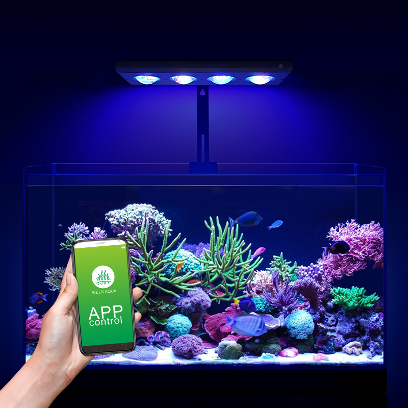ZXY رائجة البيع WEEKAQUA Z250  - مراجعة Aquarium Blue Marine Reef وسعره